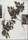 Foto von Salix glabra Scop. x Salix nigricans Sm.